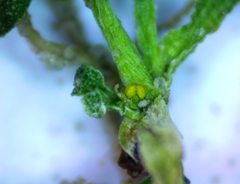 Callitriche peploides