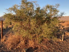 Prosopis chilensis