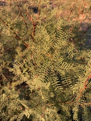Prosopis flexuosa