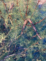 Prosopis flexuosa