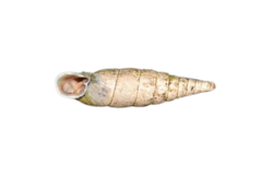 Macrogastra attenuata