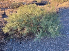 Prosopis flexuosa