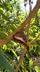 Charaxes brutus natalensis