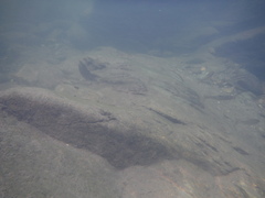 Campostoma oligolepis