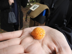Cyttaria hariotii