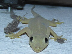 Hemidactylus flaviviridis