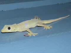 Hemidactylus flaviviridis