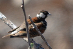 Eremopterix leucotis