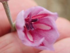 Gladiolus gueinzii