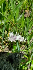 Calochortus elegans