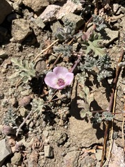 Sphaeralcea philippiana