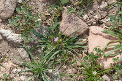 Calandrinia menziesii