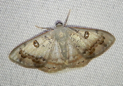 Argyrotome prospectata