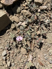 Sphaeralcea philippiana