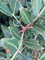 Pistacia lentiscus