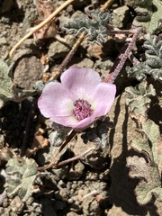 Sphaeralcea philippiana