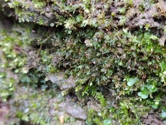 Fissidens