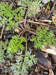 Daucus carota
