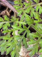 Daucus carota