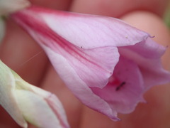 Gladiolus gueinzii