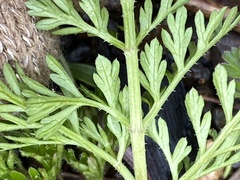 Daucus carota