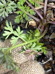 Daucus carota