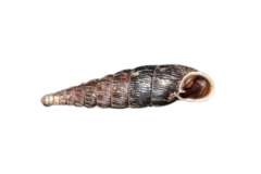 Macrogastra attenuata