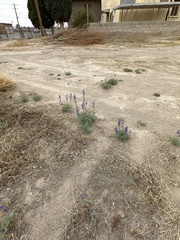Lupinus havardii