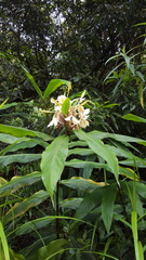 Hedychium flavescens