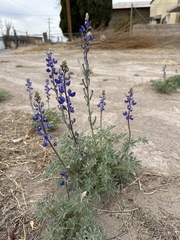 Lupinus havardii