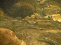 Campostoma oligolepis