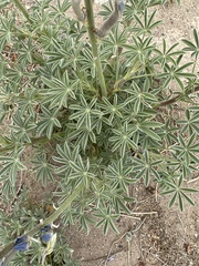 Lupinus havardii
