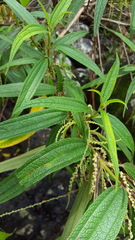 Boehmeria penduliflora