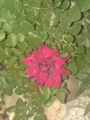 Rosa