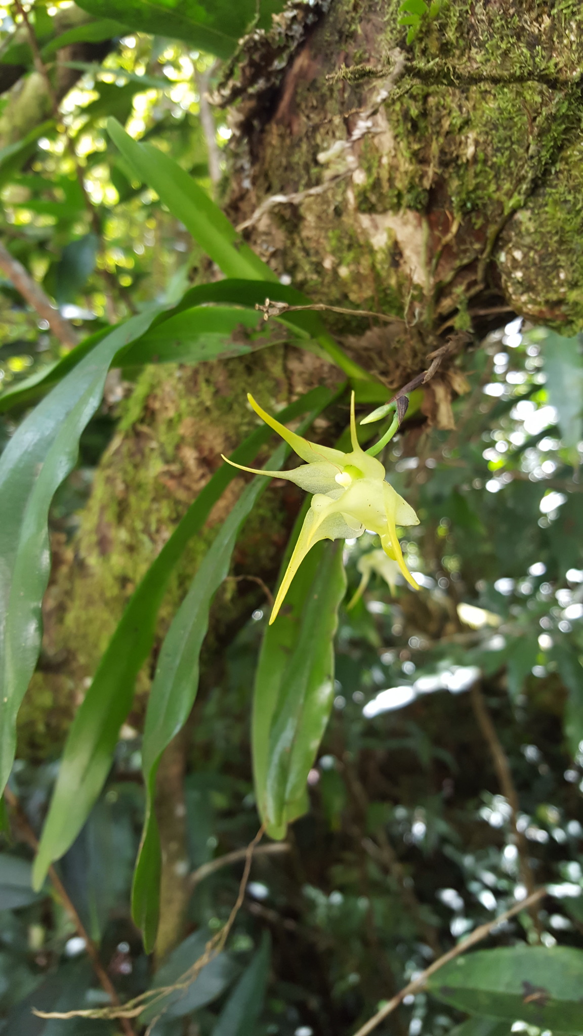 Imagem de Orquídea-aracnídea