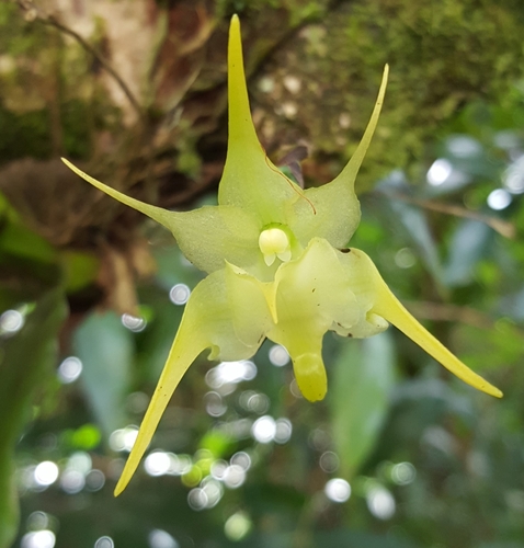 Aeranthes arachnites Lindl.