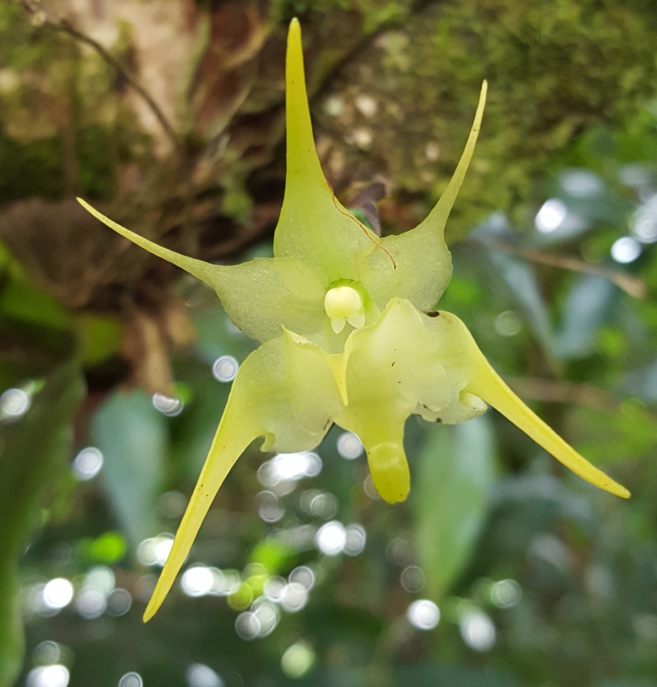 Imagem de Orquídea-aracnídea
