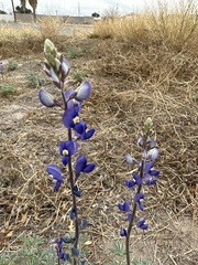 Lupinus havardii