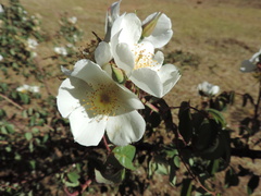 Rosa abyssinica image