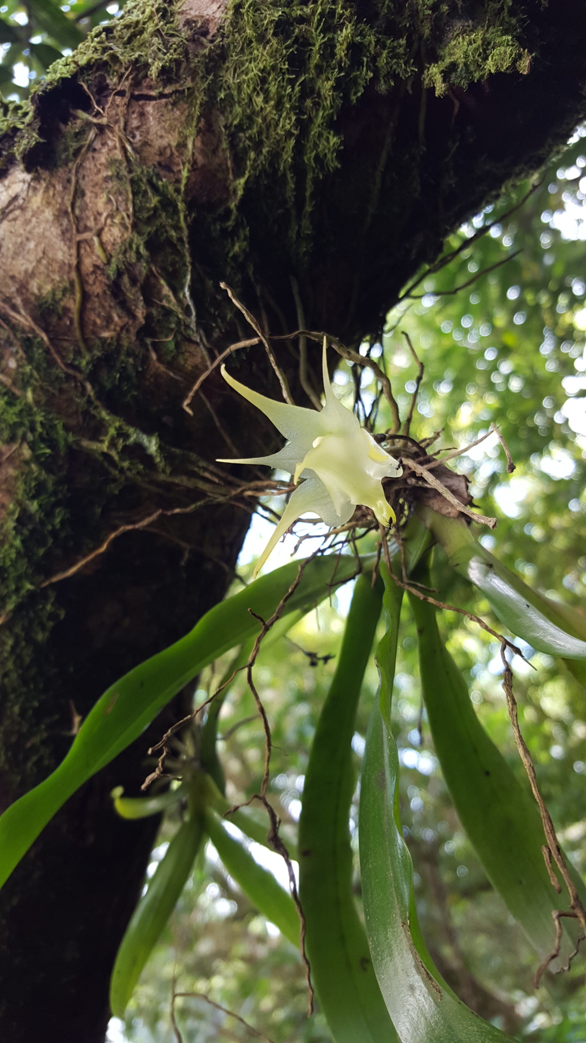 Imagem de Orquídea-aracnídea