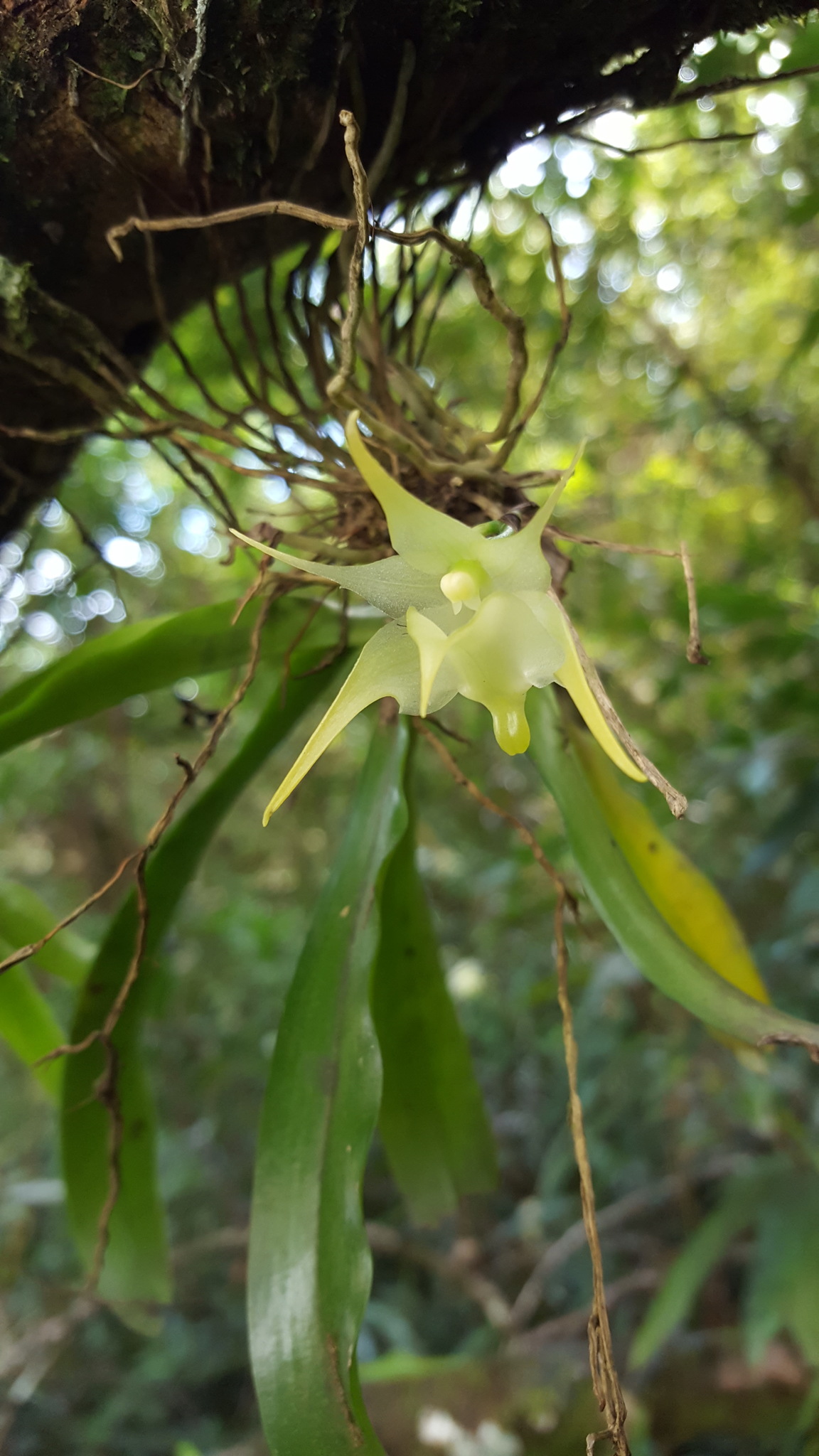 Imagem de Orquídea-aracnídea