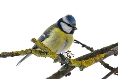 Cyanistes caeruleus
