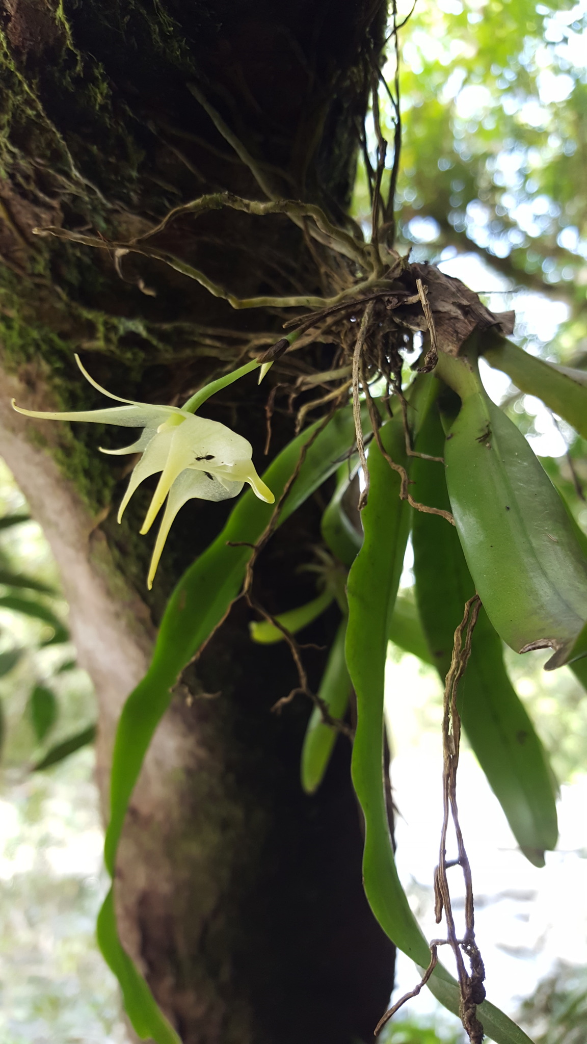 Imagem de Orquídea-aracnídea