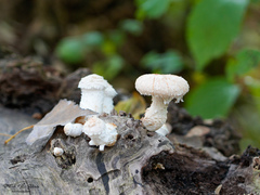 Hemipholiota