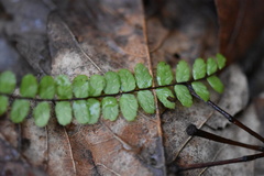 Asplenium trichomanes quadrivalens