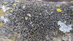 Phaeophyscia adiastola