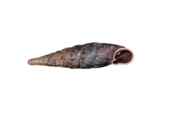 Macrogastra ventricosa