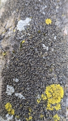 Phaeophyscia adiastola