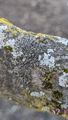 Phaeophyscia adiastola