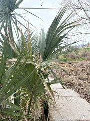 Sabal minor